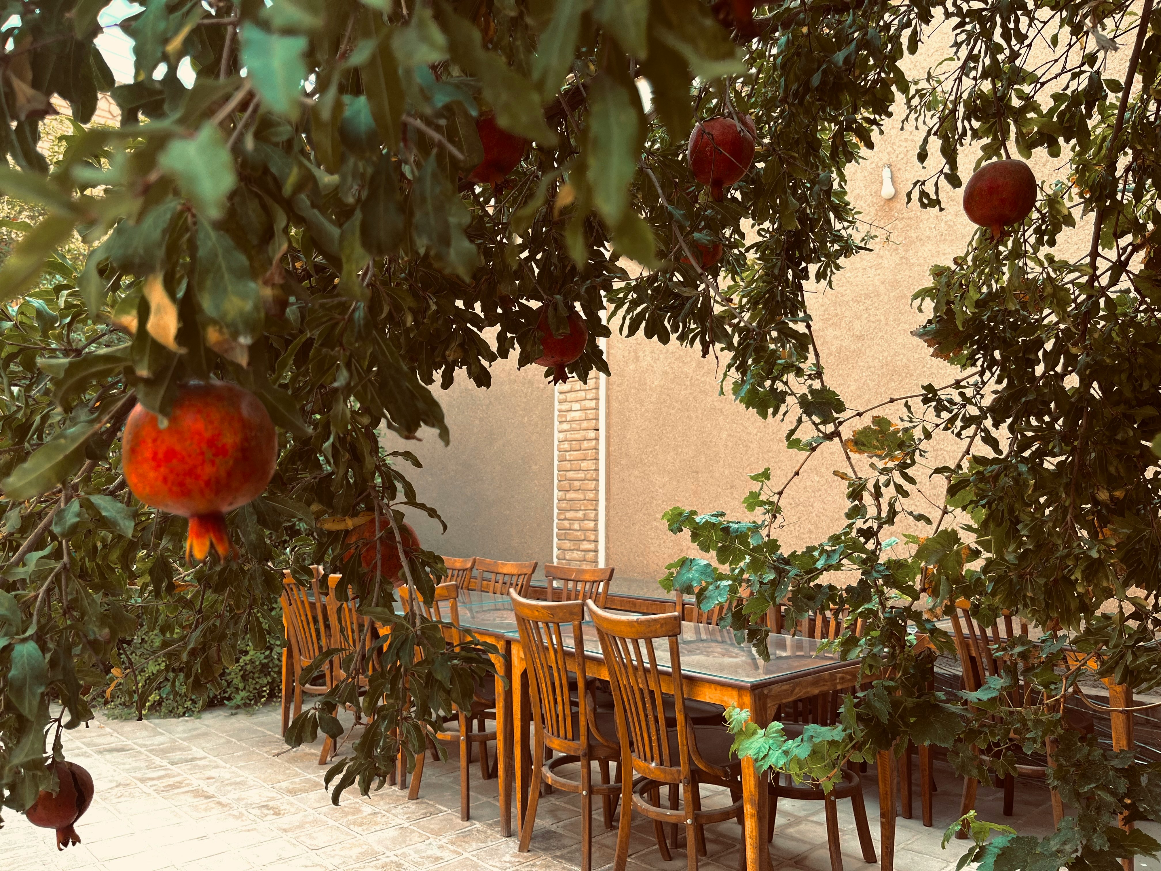 Pomegranate harvest in Iran