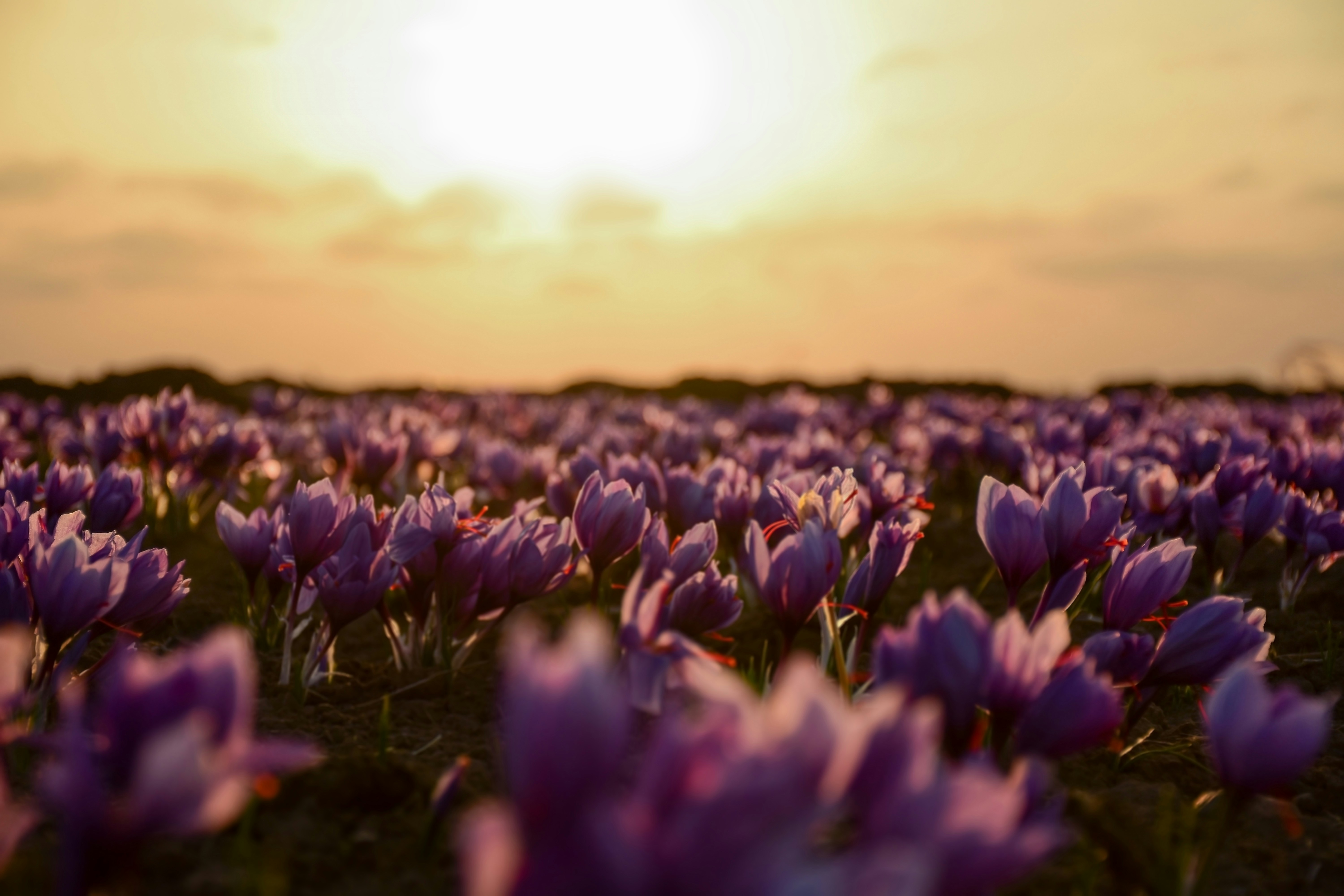 Purple saffron field at sunset